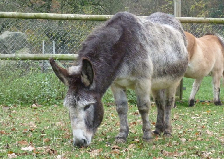 Das Bild zeigt einen grauen Esel, der auf einer Wiese grast.