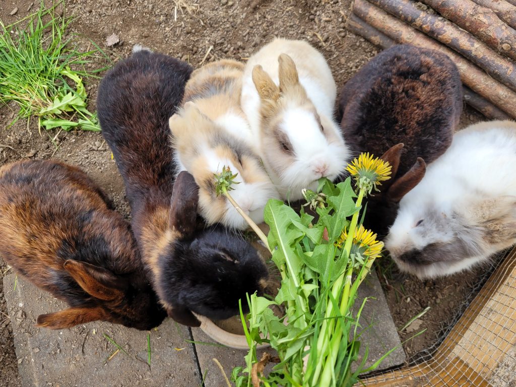 Hauskaninchen Tier und Naturfreunde Schwanenteich e.V.