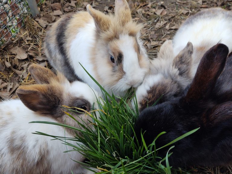 Das Bild zeigt drei hellgescheckte Kaninchen und ein schwarzes Kaninchen, die sich um ein Grasbüschel tummeln und daran knabbern.