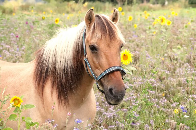 Das Bild zeigt ein Pony mit hellbraunen Fell und einer schwarz, braunen Mähne, das in einer Blumenwiese steht und Richtung Kamera schaut.
