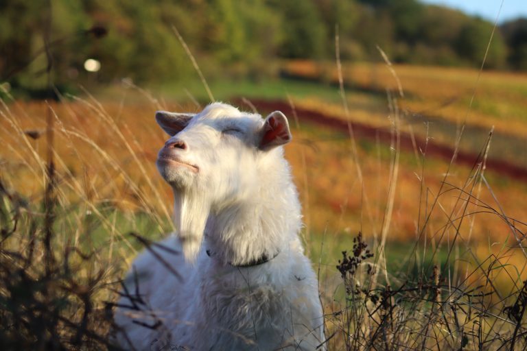 Das Bild zeigt eine hornlose weiße Ziege, die mit geschlossenen Augen vor einer Herbstlandschaft in der Sonne badet.
