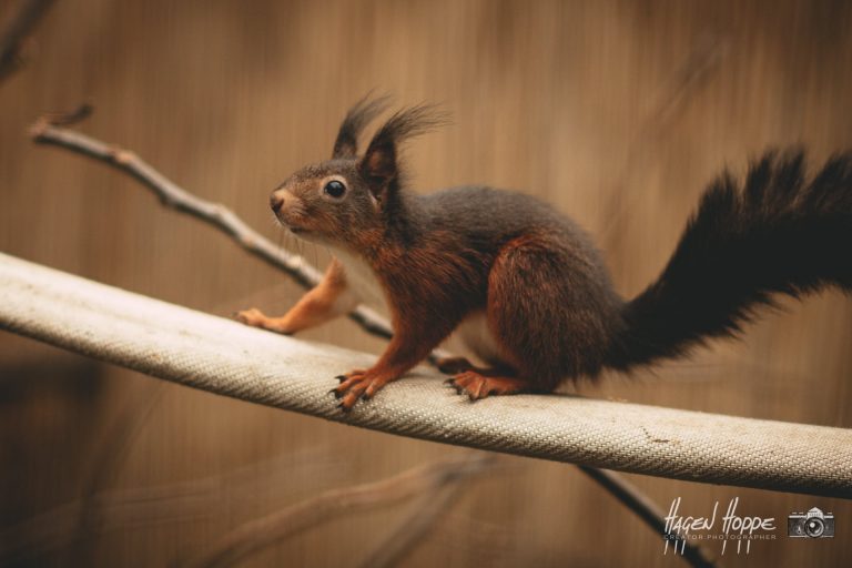 Das BIld zeigt ein Eichhörnchen, das mit gespitzen Ohren und wachen Augen auf einem Ast sitzt.