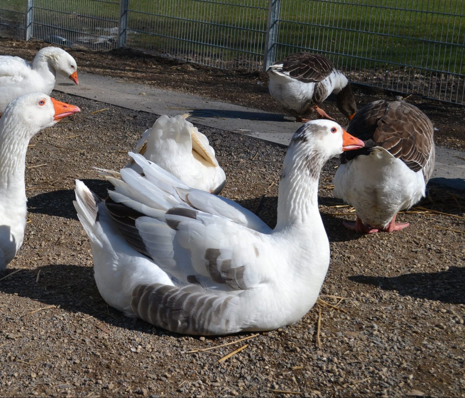 Schnappi Tier und Naturfreunde Schwanenteich e.V.