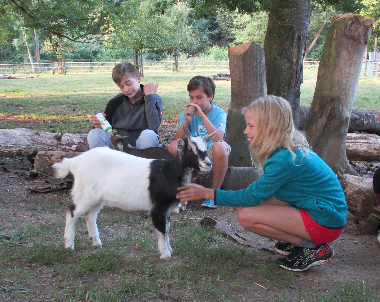 Das Bild zeigt drei Kinder, die eine schwarz weiße Ziege streicheln und füttern.