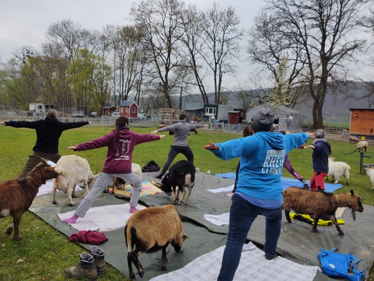 Das Bild zeigt mehrere Personen auf einer grünen Wiese, die die Yogaübung Krieger 2 ausführen. Zwischen den Menschen laufen Ziege und Schafe über die Matten.