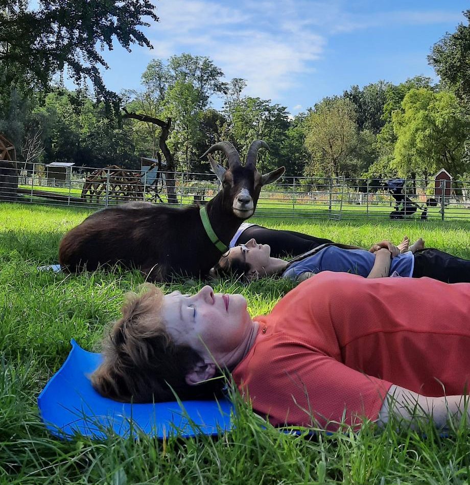 Auf dem Bild sieht man zwei Frauen, die mit geschlossenen Augen auf Gymnastikmatten auf einer Wiese liegen. Zwischen ihnen liegt ganz entspannt eine braune Ziege und schaut in die Kamera.
